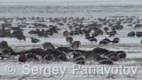 Video of Red-breasted goose - Red-breasted Goose eating grass in winter snow fields